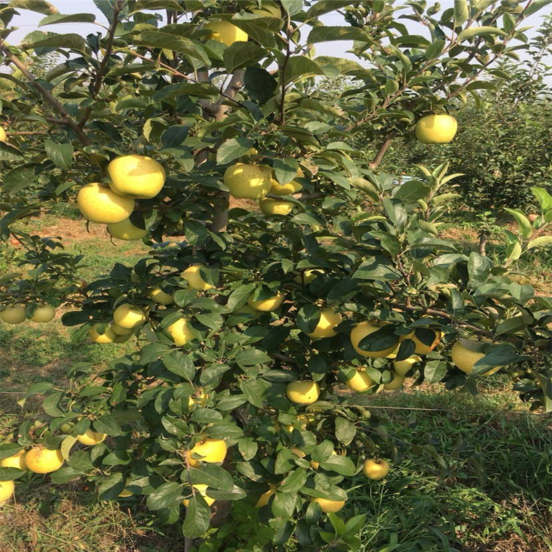 乔化维纳斯黄金苹果苗 当年挂果的维纳斯苹果品种介绍