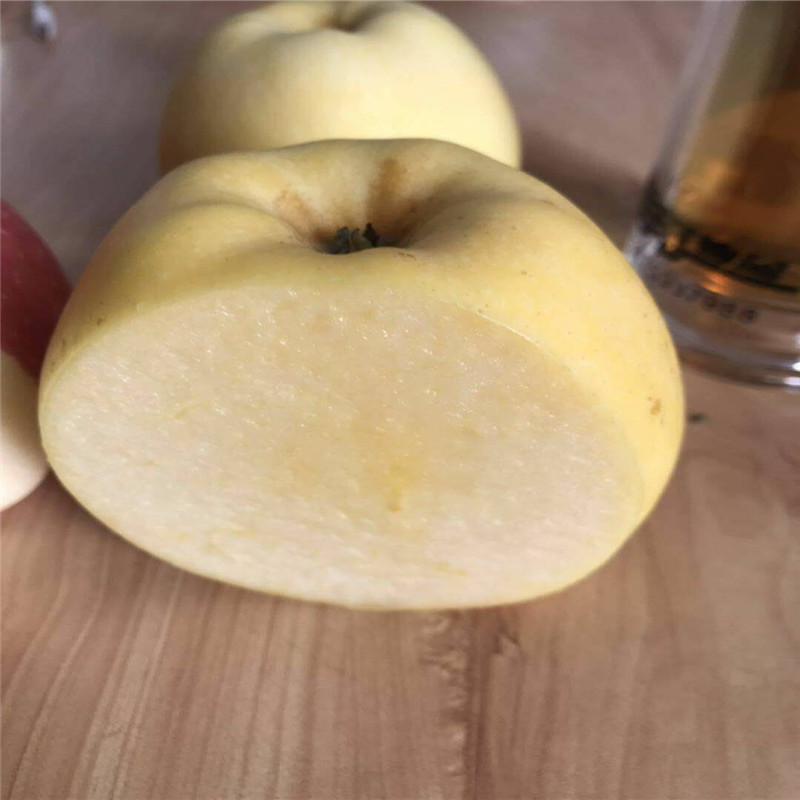 晚熟新品种苹果介绍 新品种黄金苹果正规苗场