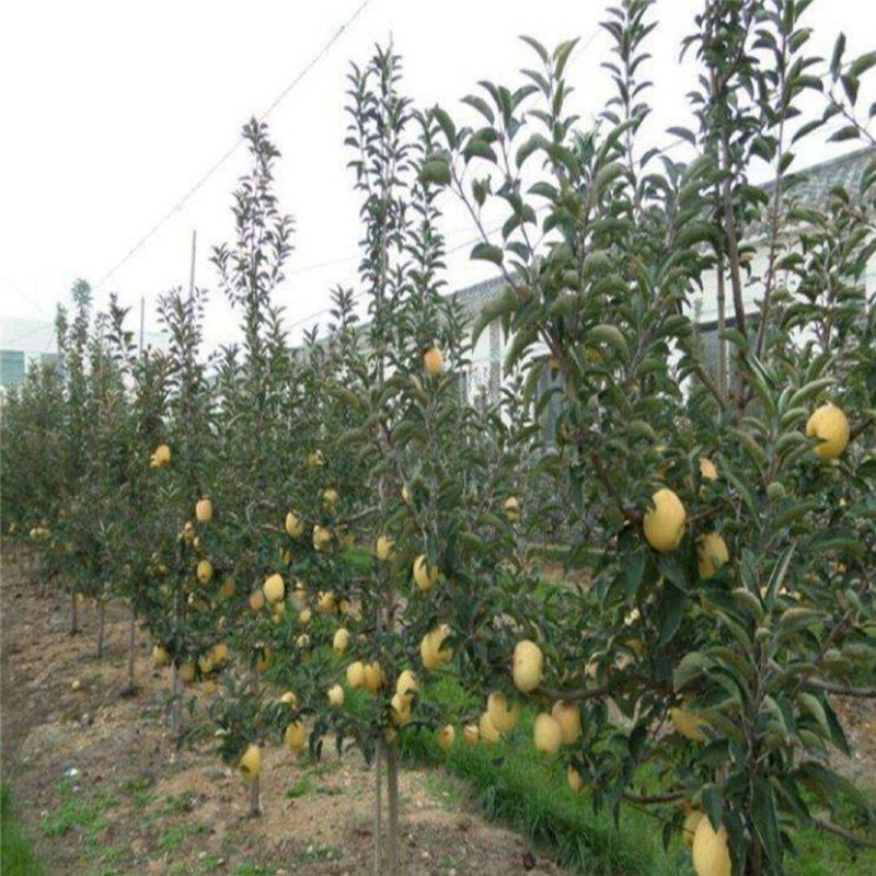 泰安维纳斯黄金苹果苗 黄皮黄肉苹果品种大型育苗场