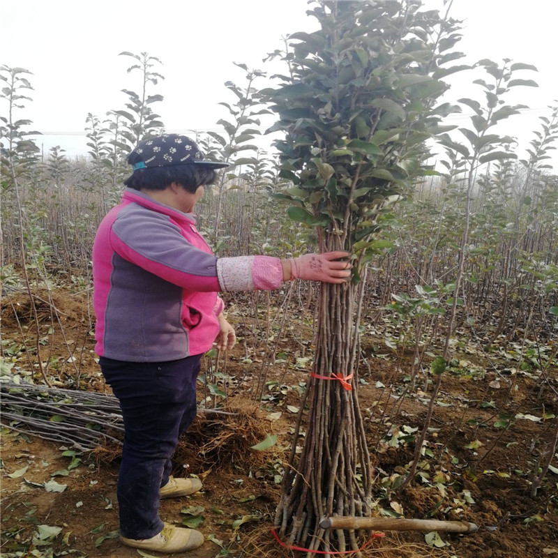 山东维纳斯黄金苹果苗批发价格  奶香味苹果品种种植技术