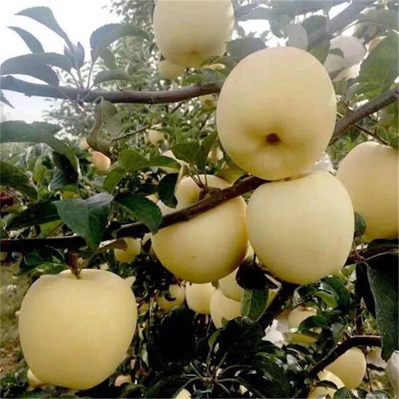 山东维纳斯黄金苹果苗根系发达  糖度高的苹果品种大型育苗场