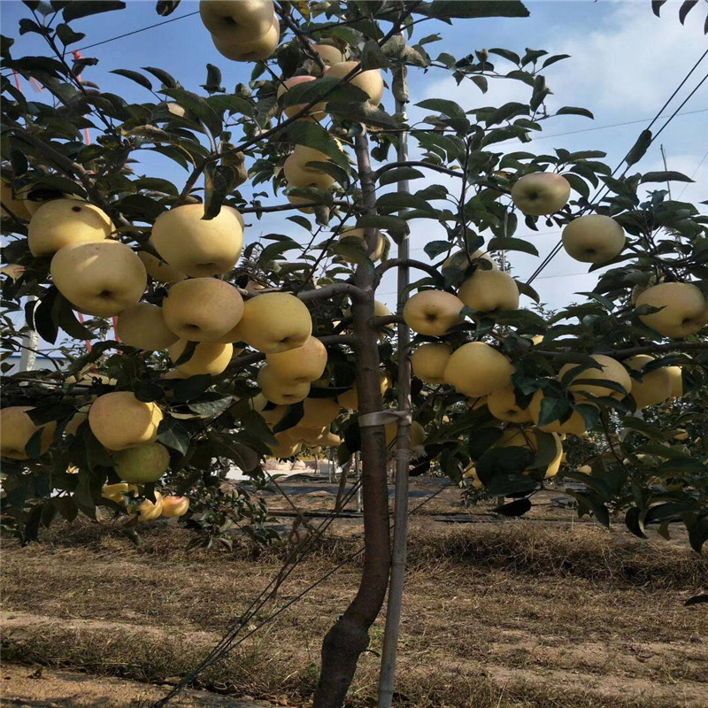 山东维纳斯黄金苹果苗批发价格  奶香味苹果品种种植技术