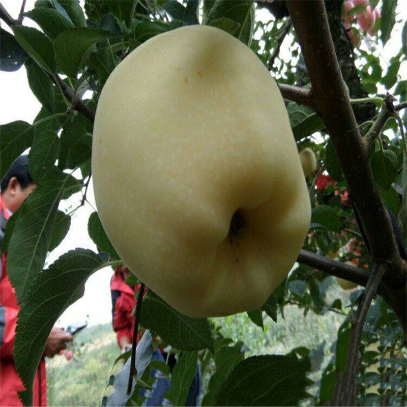 晚熟苹果品种 新品种黄金苹果图片介绍