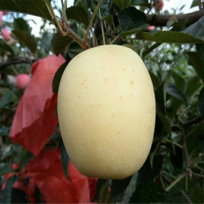 晚熟新品种苹果介绍 奶香味苹果品种正规苗场