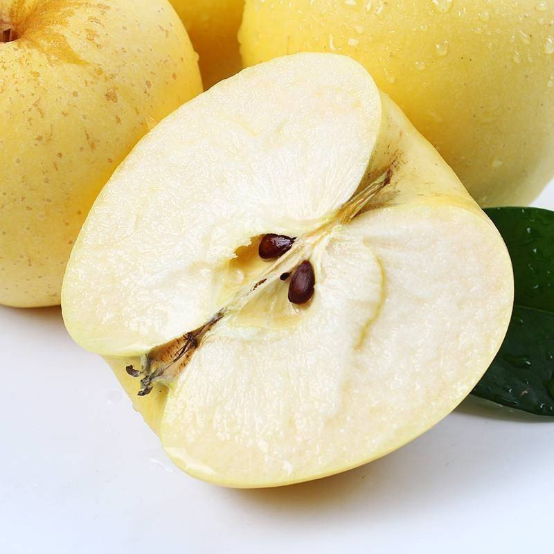 乔化维纳斯黄金苹果苗 奶香味苹果品种大型育苗场
