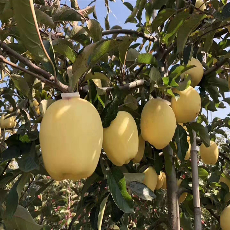 维纳斯苹果树苗 当年挂果的维纳斯苹果大型育苗场