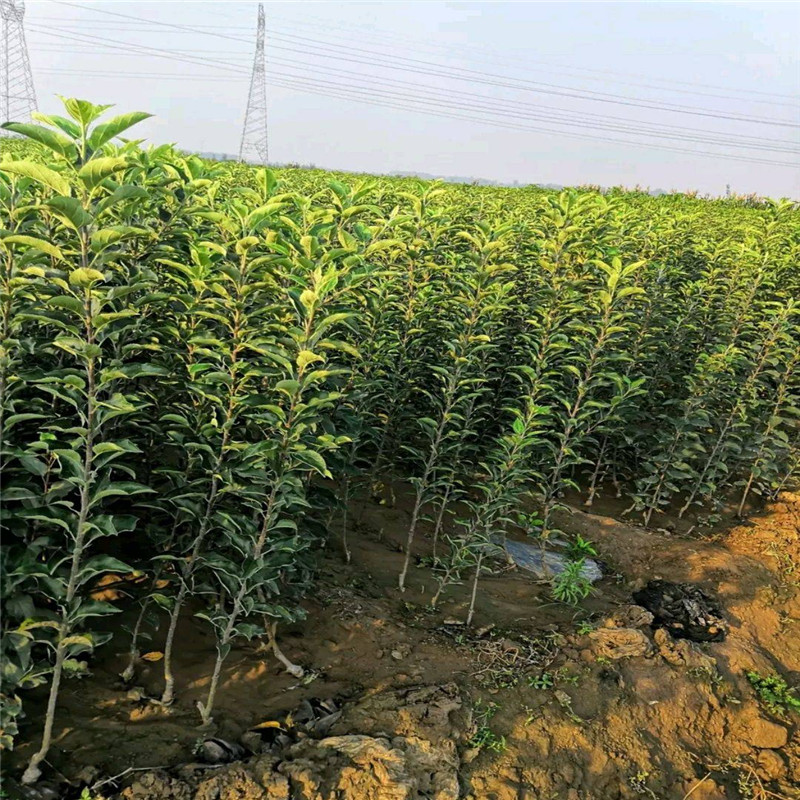 泰安维纳斯黄金苹果苗 黄皮黄肉苹果品种大型育苗场