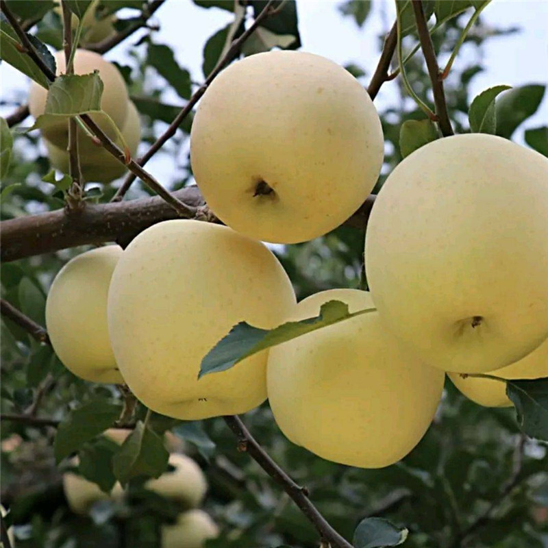 维纳斯苹果苗繁育基地  奶香味苹果品种品种介绍