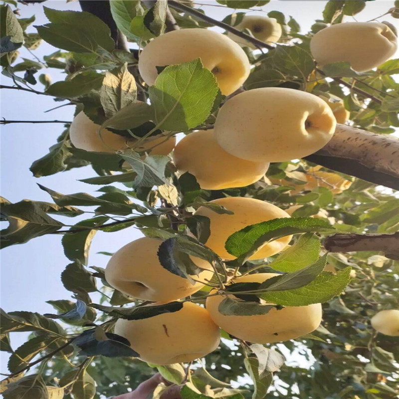 矮化维纳斯黄金苹果苗 奶油香味苹果品种种植技术