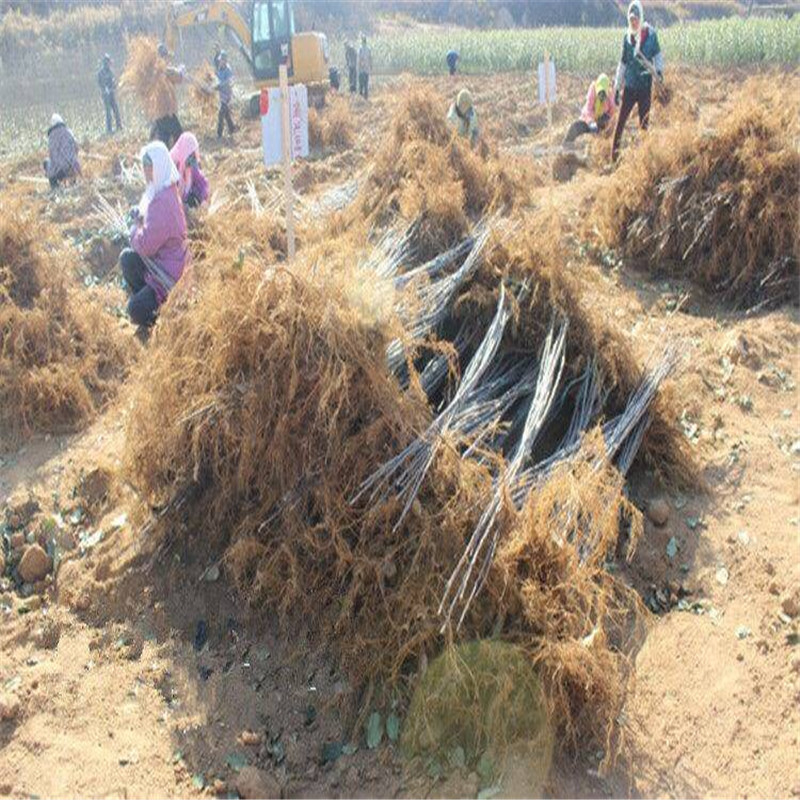 26矮化砧维纳斯苹果苗 苹果中的女神正规苗场