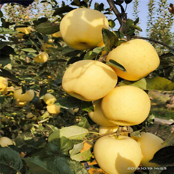 山东维纳斯黄金苹果苗批发价格奶香味苹果品种种植技术