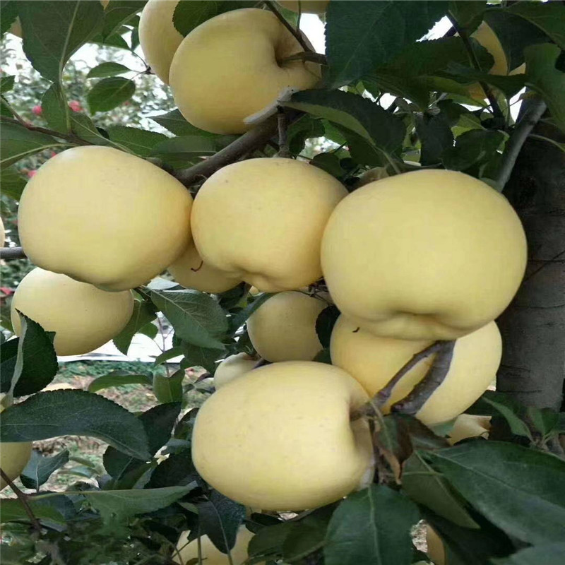 山东维纳斯黄金苹果苗 奶香味苹果品种图片介绍