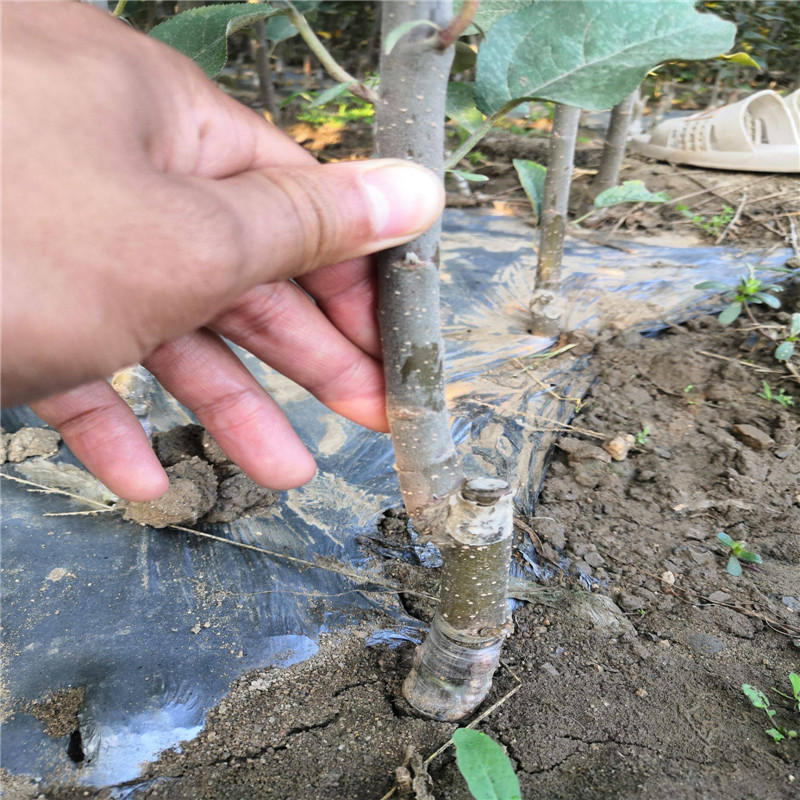 新品种苹果苗 脆甜香苹果品种正规苗场