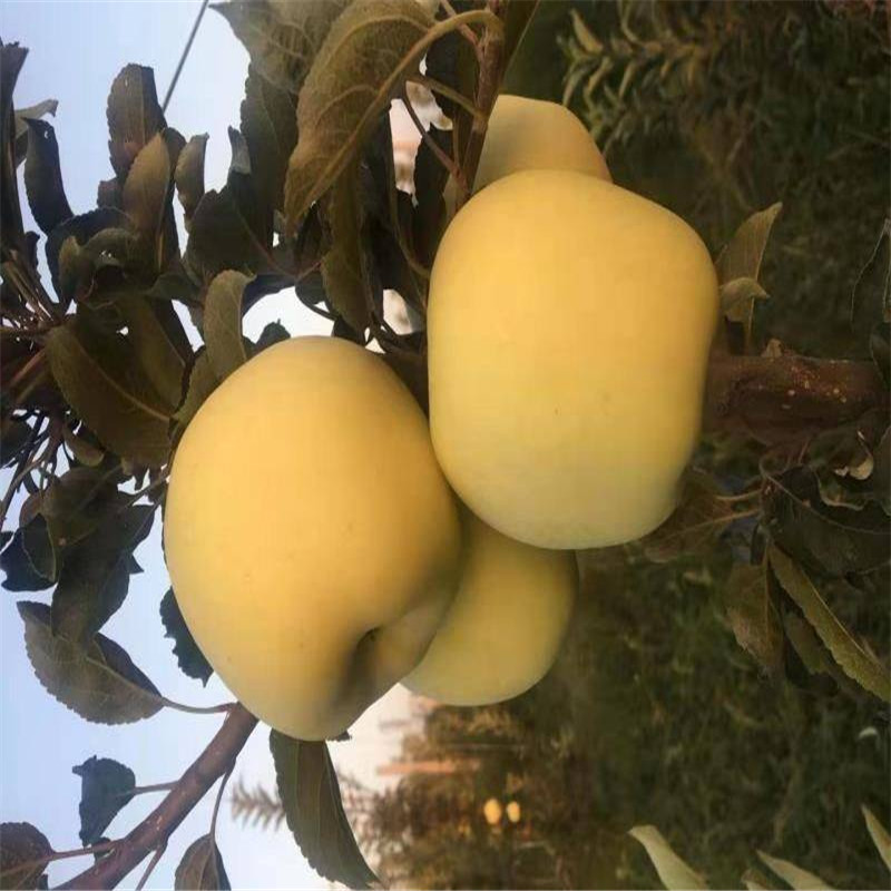 乔化维纳斯黄金苹果苗 当年挂果的维纳斯苹果品种介绍