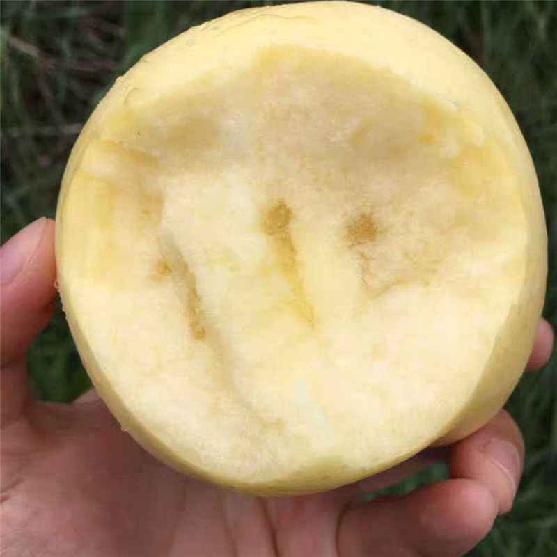 晚熟新品种苹果介绍 新品种黄金苹果正规苗场