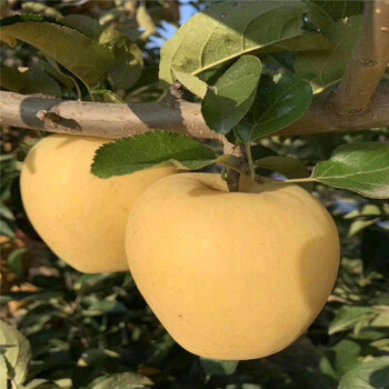 晚熟新品种苹果介绍奶香味苹果品种正规苗场