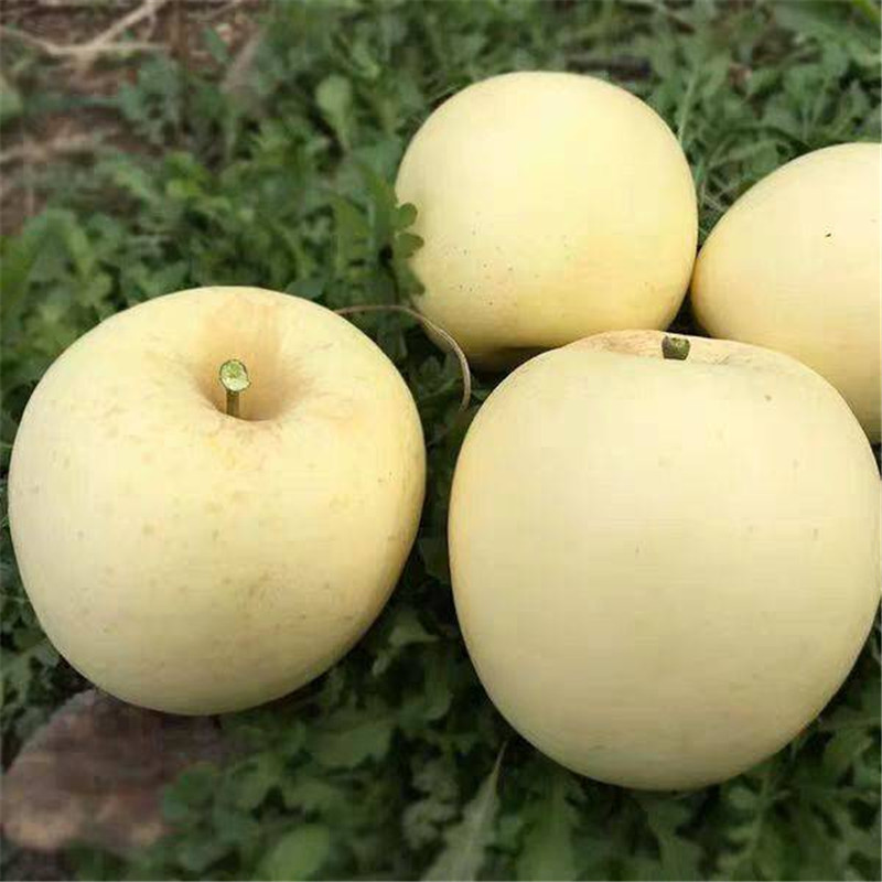 26矮化砧维纳斯苹果苗 苹果中的女神正规苗场