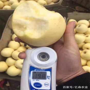 维纳斯苹果树苗黄皮黄肉苹果品种诚信经营