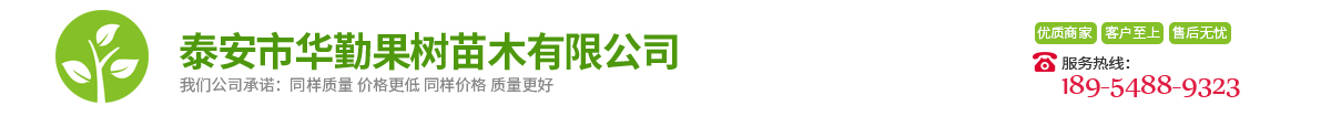 紅皮梨樹苗育苗公司  3公分紅梨樹苗華勤種苗品質(zhì)