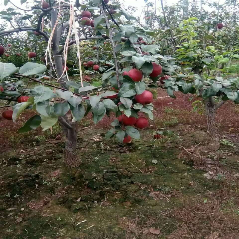 奥弘梨树苗发展前景广阔   奥红一号红梨小苗免费提供种植技术