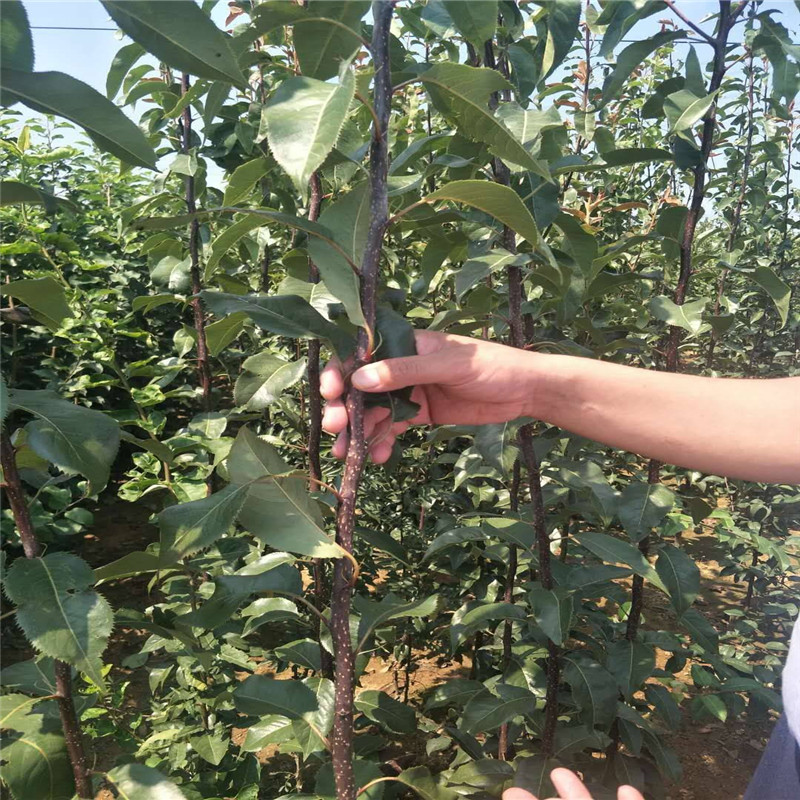 奥弘梨树苗发展前景广阔   奥红一号红梨小苗免费提供种植技术