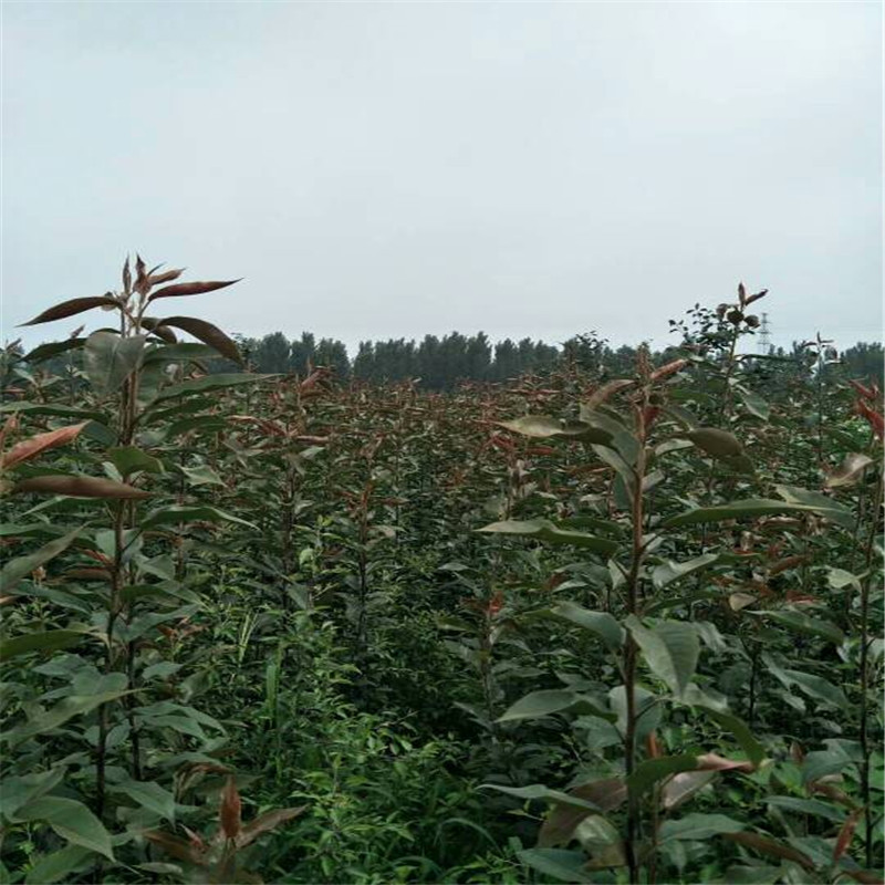 北集坡红梨树苗好种植吗  奥红梨树苗死苗免费补发