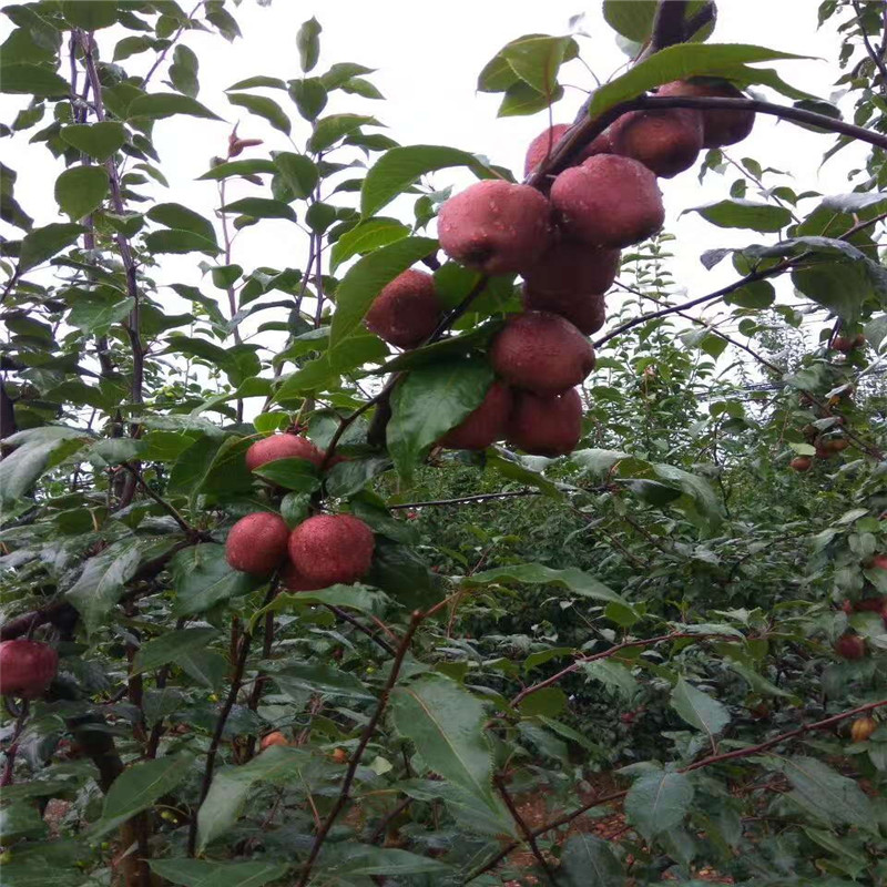 新品種紅梨樹苗繁育場  新品種紅梨樹苗良種無病蟲害