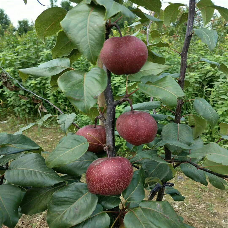 新品种红梨树苗多少钱一颗  2公分红梨树苗培育根系发达