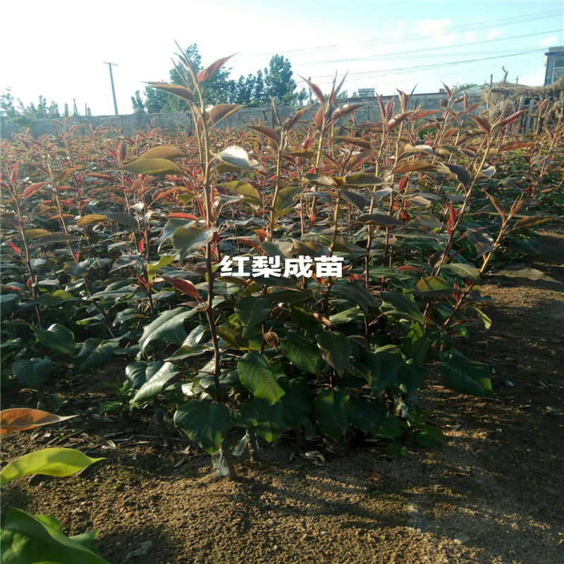 奧紅一號紅梨樹苗品種介紹  全紅梨苗免費(fèi)提供種植技術(shù)