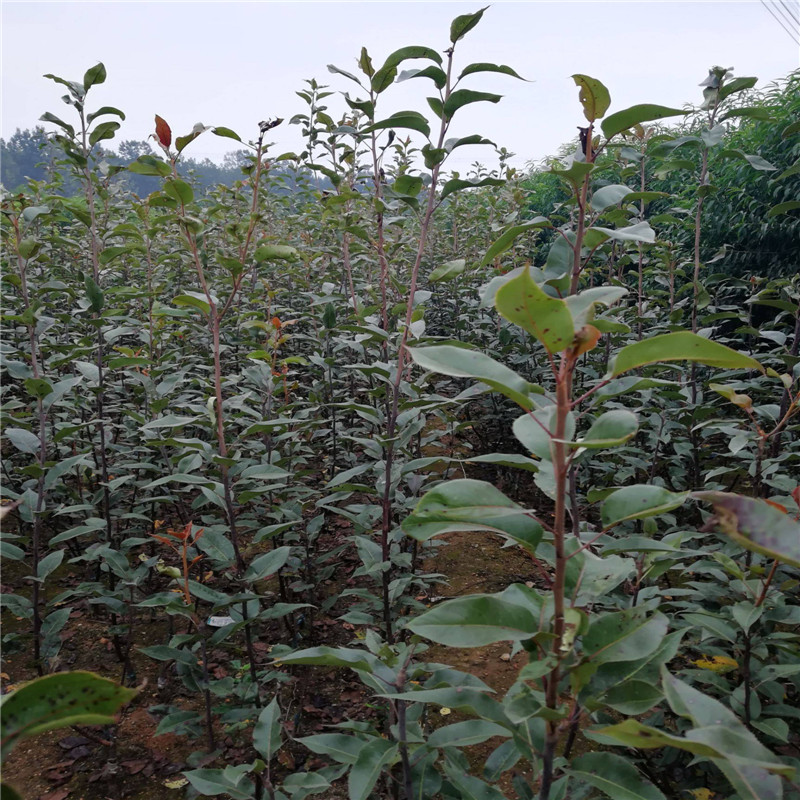 新品种红梨树苗多少钱一颗  2公分红梨树苗培育根系发达