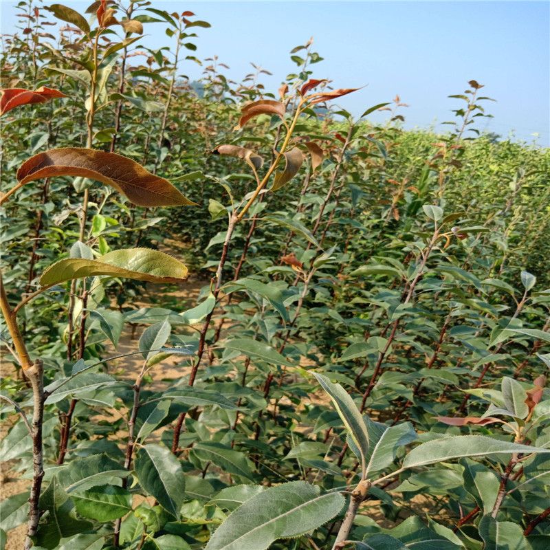 奥弘梨树苗发展前景广阔   奥红一号红梨小苗免费提供种植技术