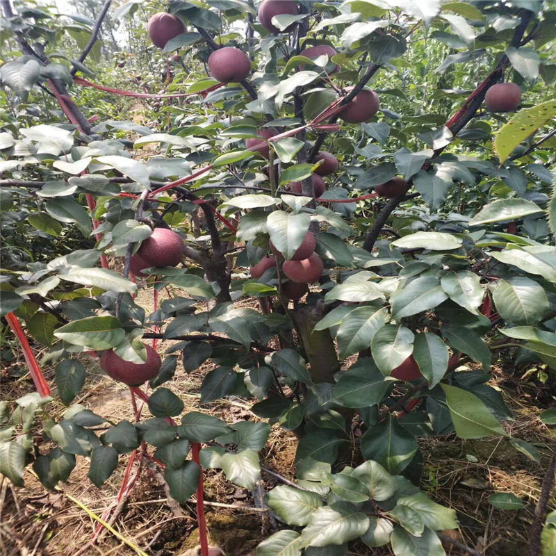 泰安全紅梨樹苗多少錢一棵  大紅梨樹苗基地品種