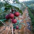 果树苗全红梨树苗适应的土壤紫红梨树苗露天种植技术图片