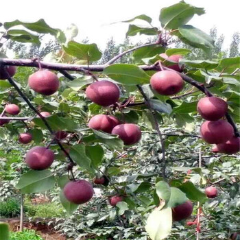 新品种红梨树苗多少钱一颗2公分红梨树苗培育根系发达