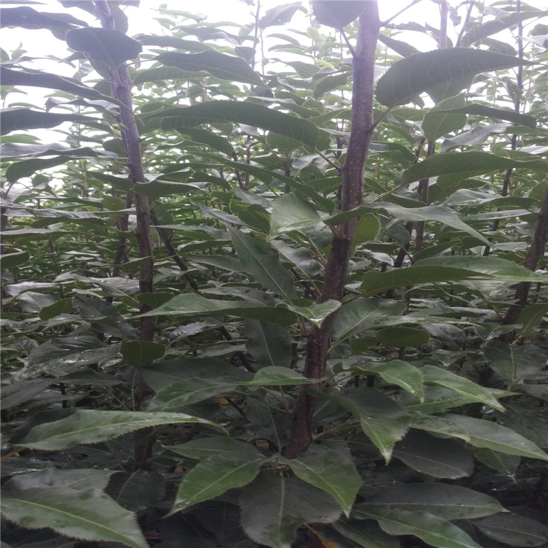 奧紅一號紅梨樹苗品種介紹  全紅梨苗免費(fèi)提供種植技術(shù)