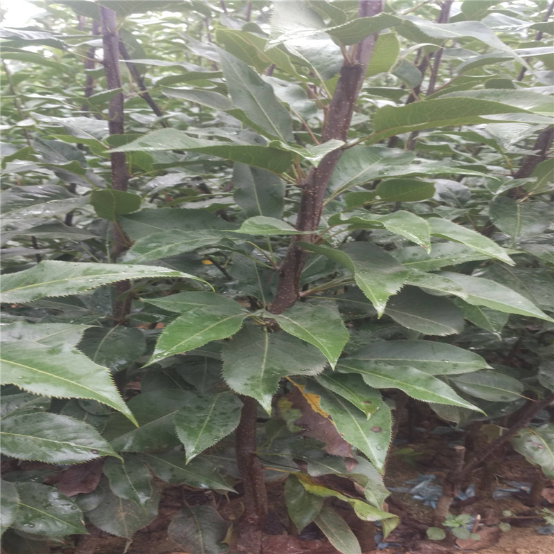 紅皮梨樹苗育苗公司  3公分紅梨樹苗華勤種苗品質(zhì)