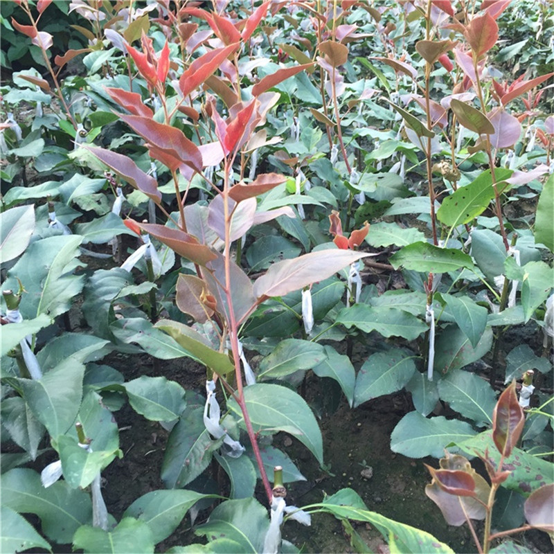 紅皮梨樹苗育苗公司  3公分紅梨樹苗華勤種苗品質(zhì)