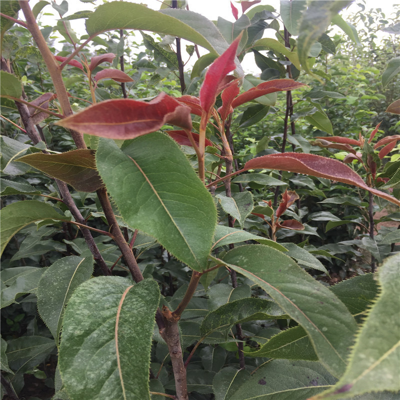 奧紅一號紅梨樹苗品種介紹  全紅梨苗免費(fèi)提供種植技術(shù)