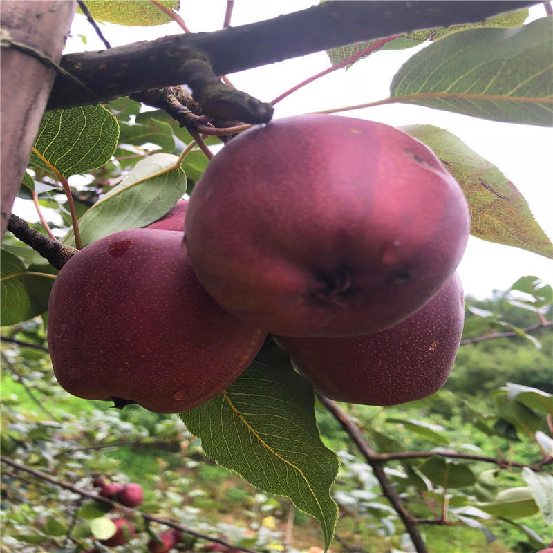 奧紅一號紅梨樹苗品種介紹  全紅梨苗免費(fèi)提供種植技術(shù)