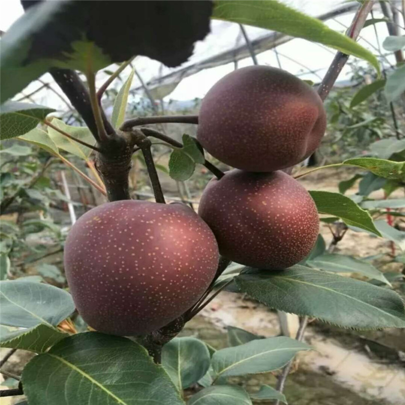 2公分紅梨樹(shù)苗對(duì)海拔要求  當(dāng)年掛果的紅梨樹(shù)苗露天種植技術(shù)