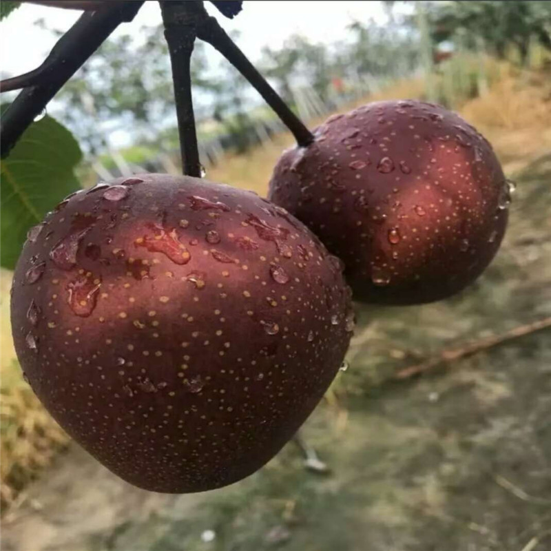 2公分紅梨樹(shù)苗對(duì)海拔要求  當(dāng)年掛果的紅梨樹(shù)苗露天種植技術(shù)