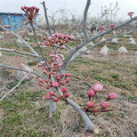 果树苗全红梨树苗今年批发价格奥红一号红梨树苗精心培育苗木粗壮图片1