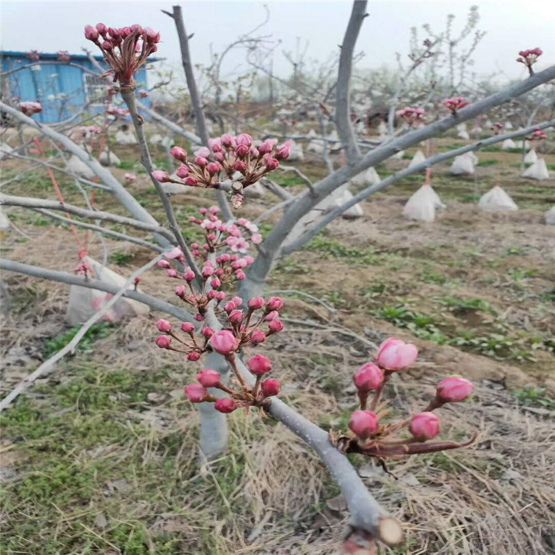新紅梨樹苗今年批發(fā)價格  1公分紅梨樹苗精心培育苗木粗壯