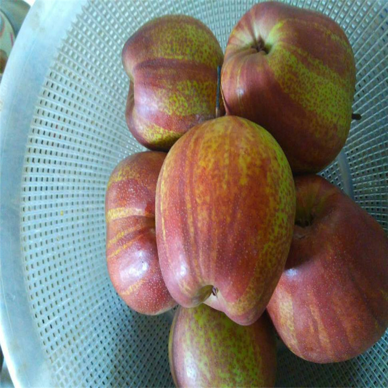 1公分早酥红梨树苗今年批发价格  彩虹梨树苗一亩地产量