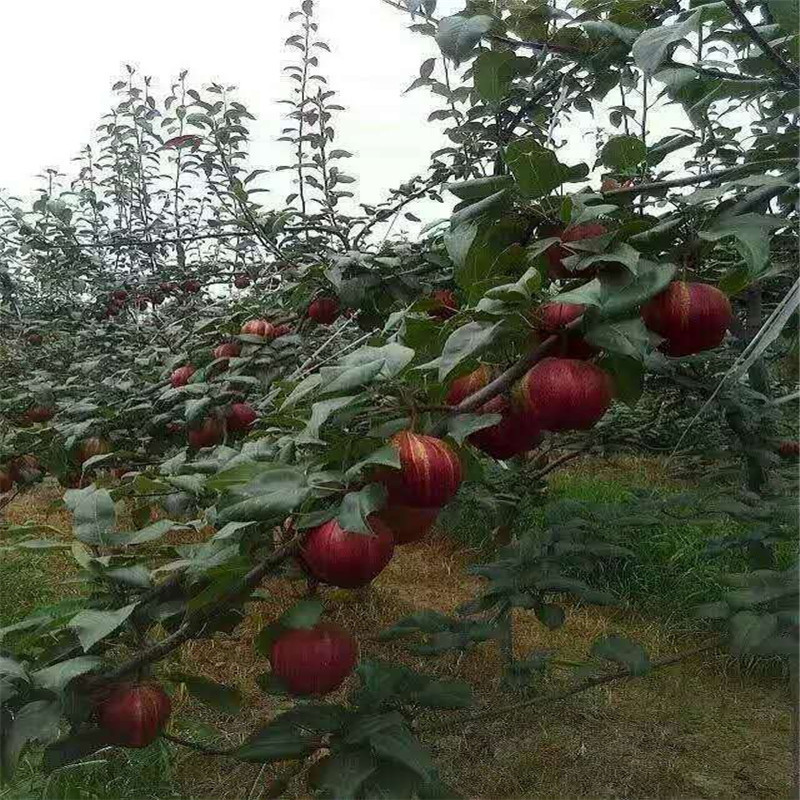 1公分早酥红梨树苗今年批发价格  彩虹梨树苗一亩地产量