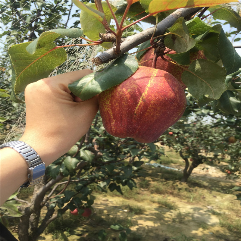 条纹梨树苗原产地  彩虹梨树苗栽培技术