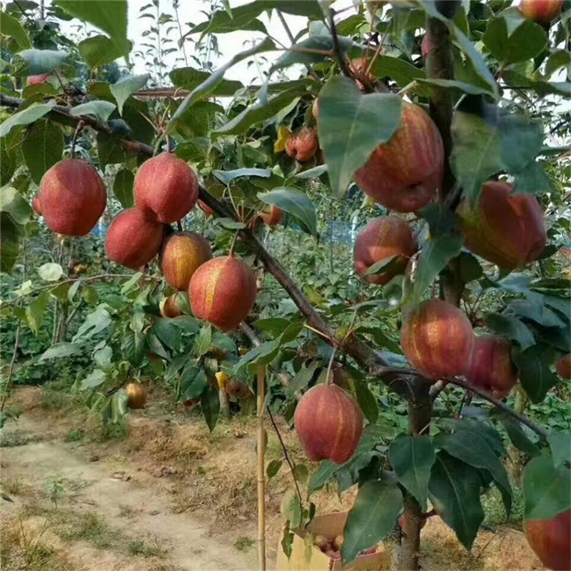 彩虹梨树苗批发价格  早酥红梨树苗签订合同品种