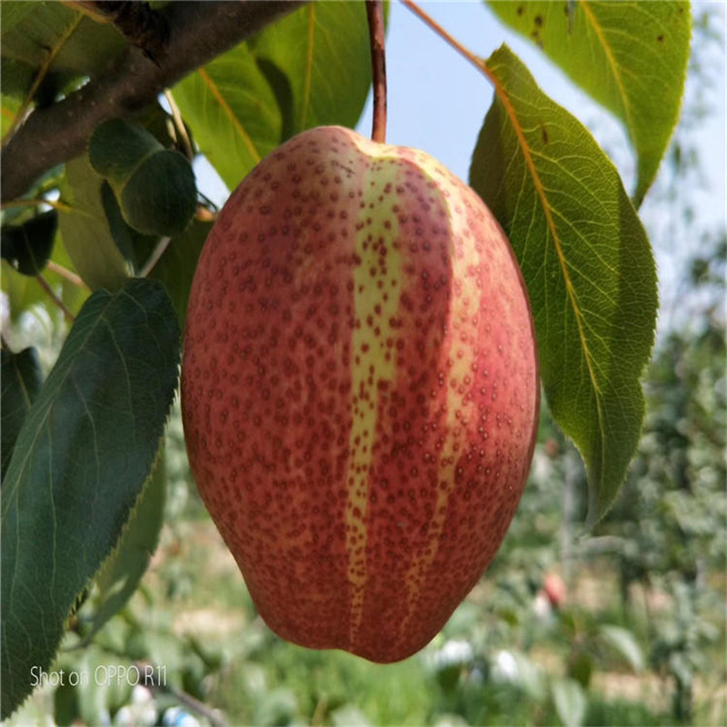 2公分早酥红梨树苗原产地  彩虹梨树苗管理技术