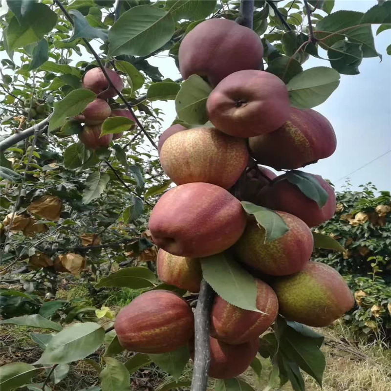 条纹梨树苗原产地  彩虹梨树苗栽培技术