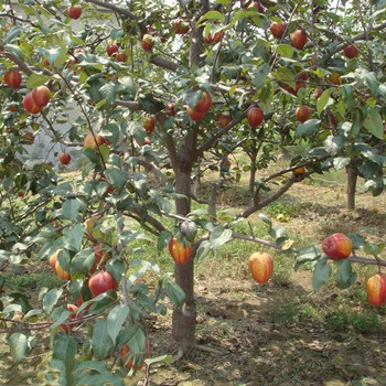 北集坡早酥红梨树苗大型育苗场彩虹梨树苗种植技术